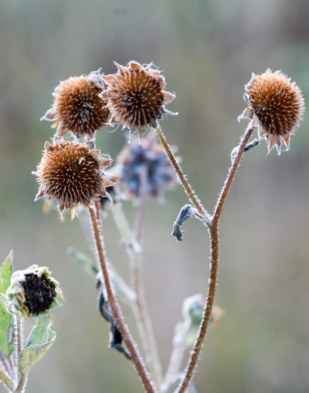photographer of nature and events