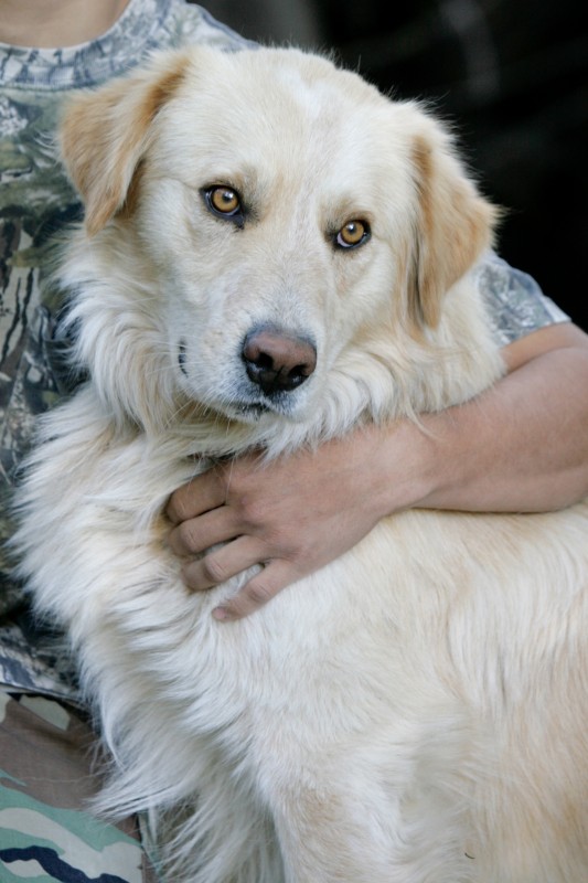 pet photography
