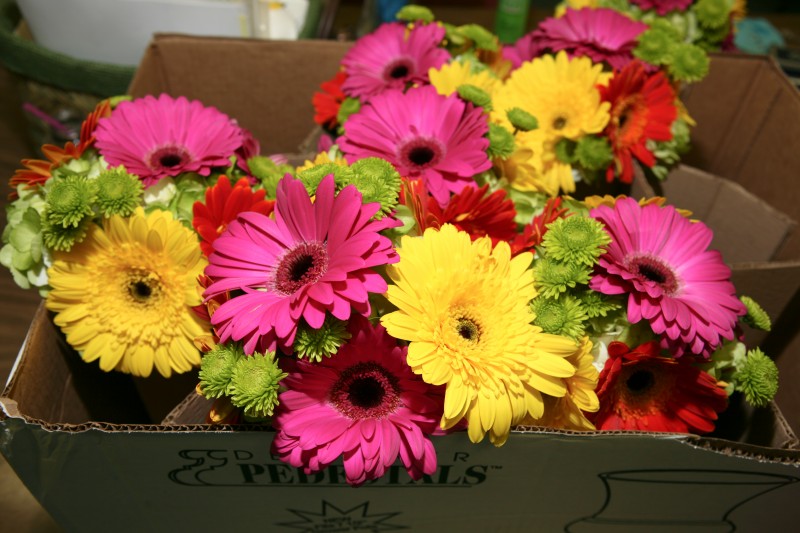 beautiful gerber daisies flowers