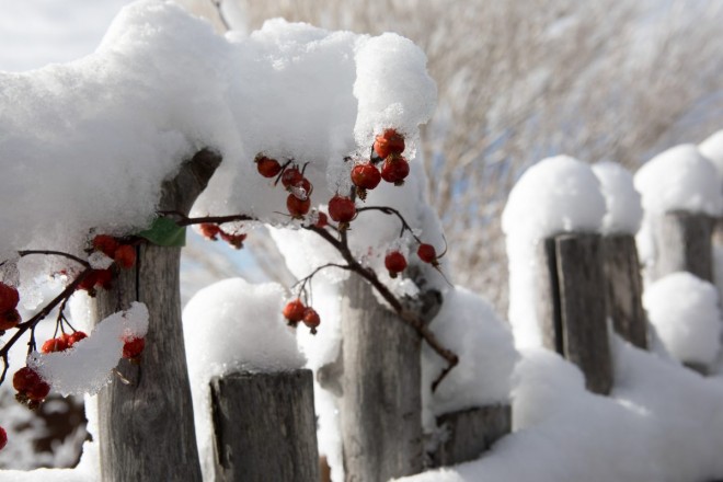 Red berries, snow, and latilla fence in northern New Mexio