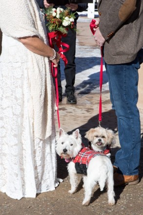 Red plaid dog sweaters, red leashes, and red berries...December weddings are the best!