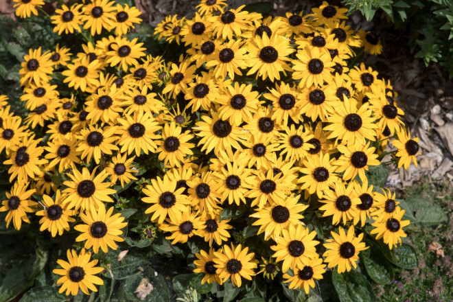 Black-eyed Susan flowers growing at SpiriTaos garden wedding site.