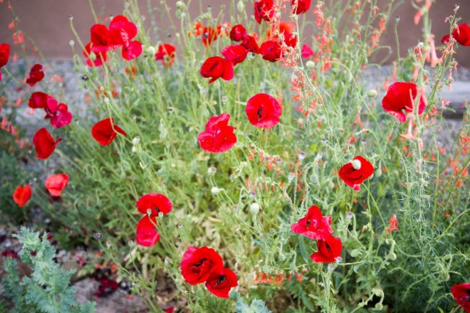 SpiriTaos always has something in bloom: here are the red poppies!