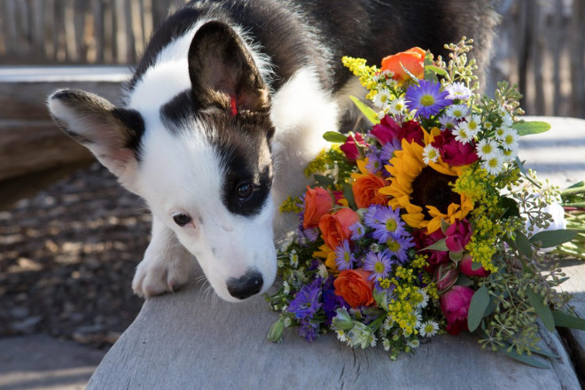Taos Wedding Photography