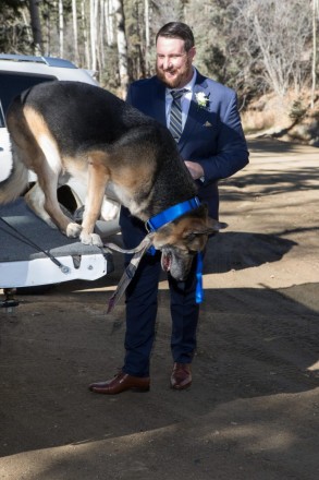 German Shepard, wearing bowtie, jumps out of truck before wedding ceremony