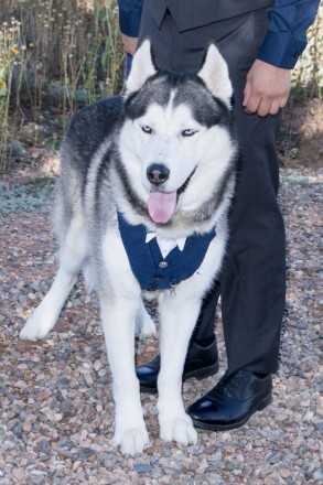 The best man, and best Husky, and ring bearer.